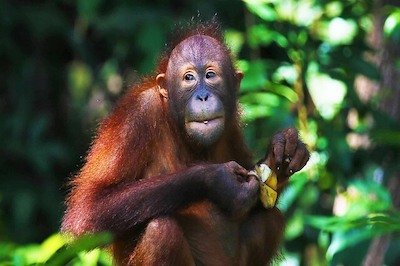 Orang outan, Borneo et Sumatra