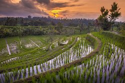 Sejour Bali : Rizières en terrasses