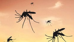 Bali santé, infos concernant le paludisme et la malaria