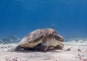 A la rencontre des tortues de mer aux Iles Gili
