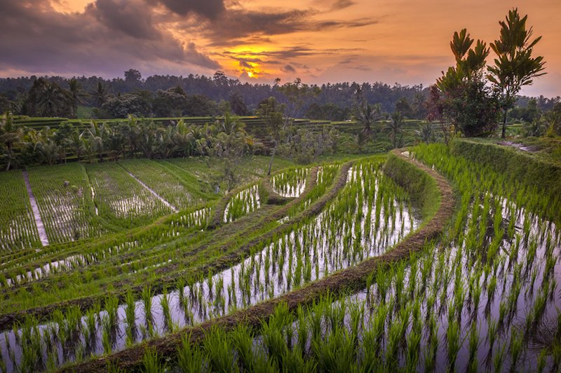Bali voyage : Rizières de Belimbing