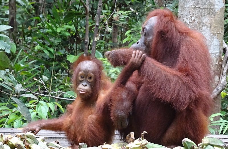 Croisière à Borneo : bebe orang outan