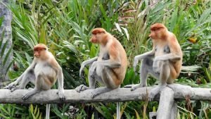 Borneo : A la rencontre de l'orang outan, des nasiques ..