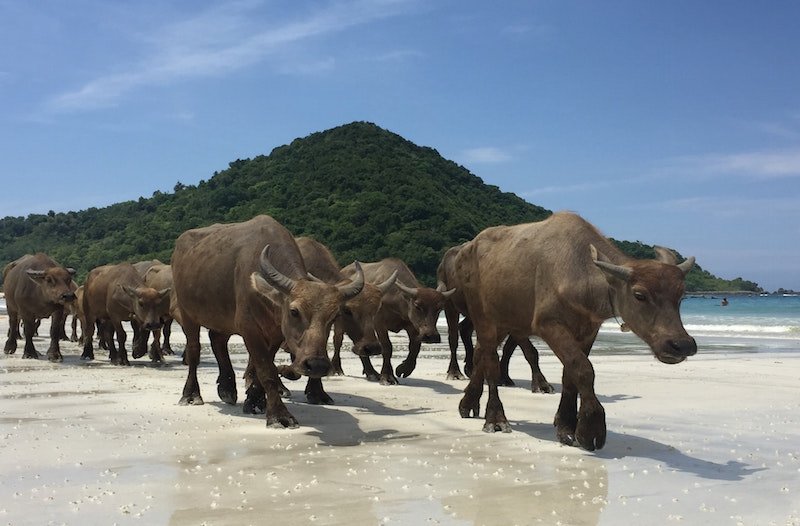 Lombok : Plages du sud de Lombok