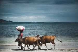 Bali conseils voyage, découverte de la vie locale