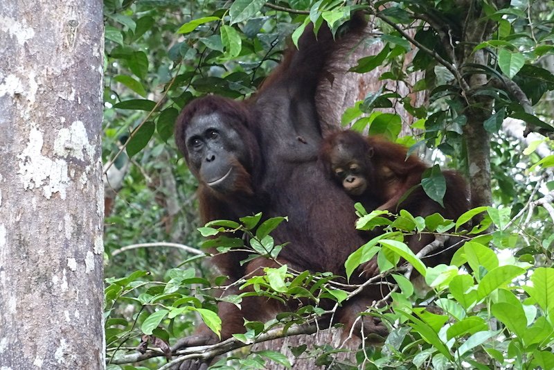 Découverte de Borneo en famille, à la rencontre de l'orangutan