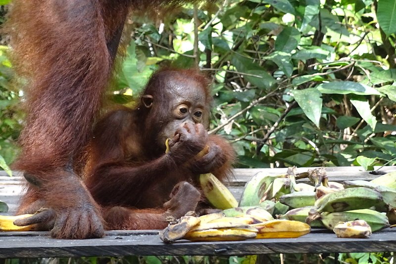 Borneo, bebe orang outan