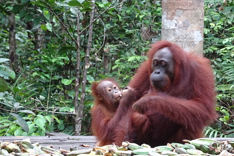 Les orang outan de Borneo