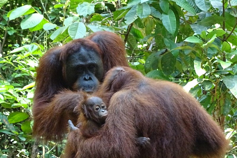 Découverte de Borneo et ses orangs outans en famille