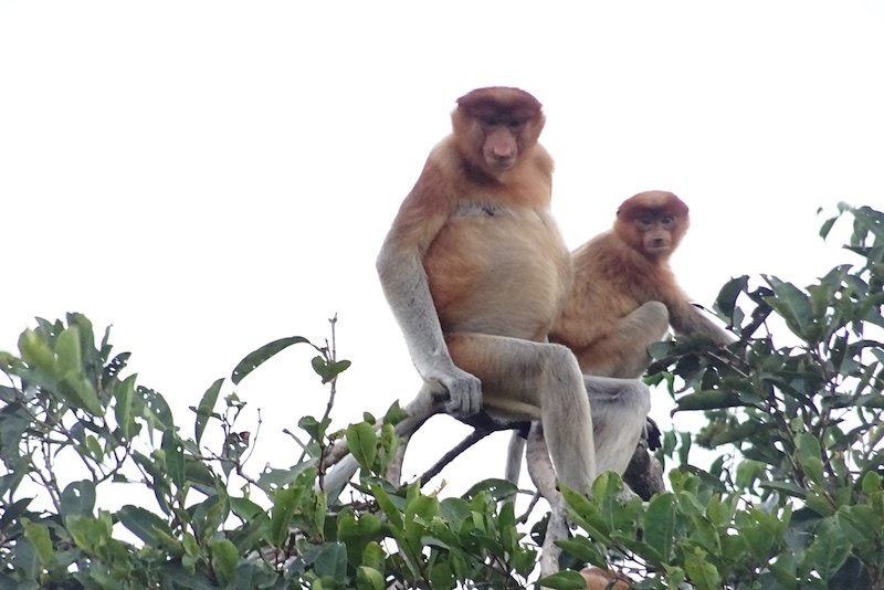 Découverte de Borneo en famille