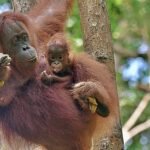 Rencontre de l'orang outan à Borneo