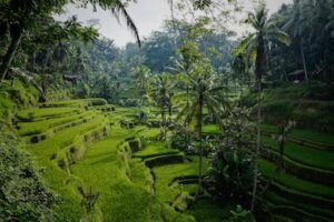 Découvrez les rizières de Bali en Indonésie