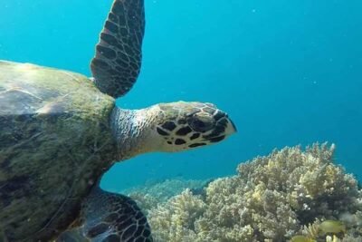 Snorkeling Sekotong Lombok