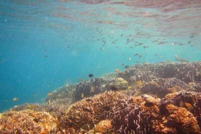 Gili Asahan, Snorkeling