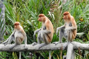 Tanjung Puting, Borneo