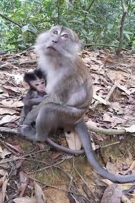 Sumatra, Gunung Leuser