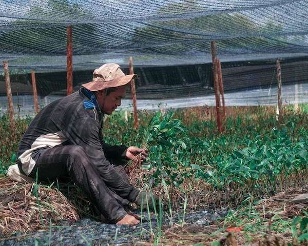 Un voyageur, un arbre, Borneo