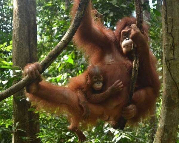 Un voyageur, un arbre, Sumatra